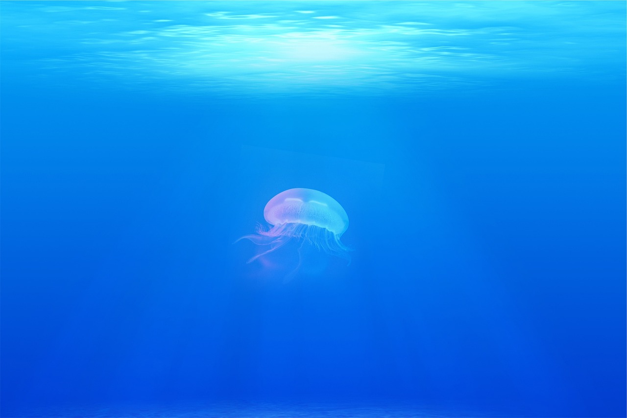 jellyfish, animal, underwater, sea jelly, cnidaria, marine life, sea life, ocean life, aquatic animals, wildlife, fauna, nature, sea, ocean